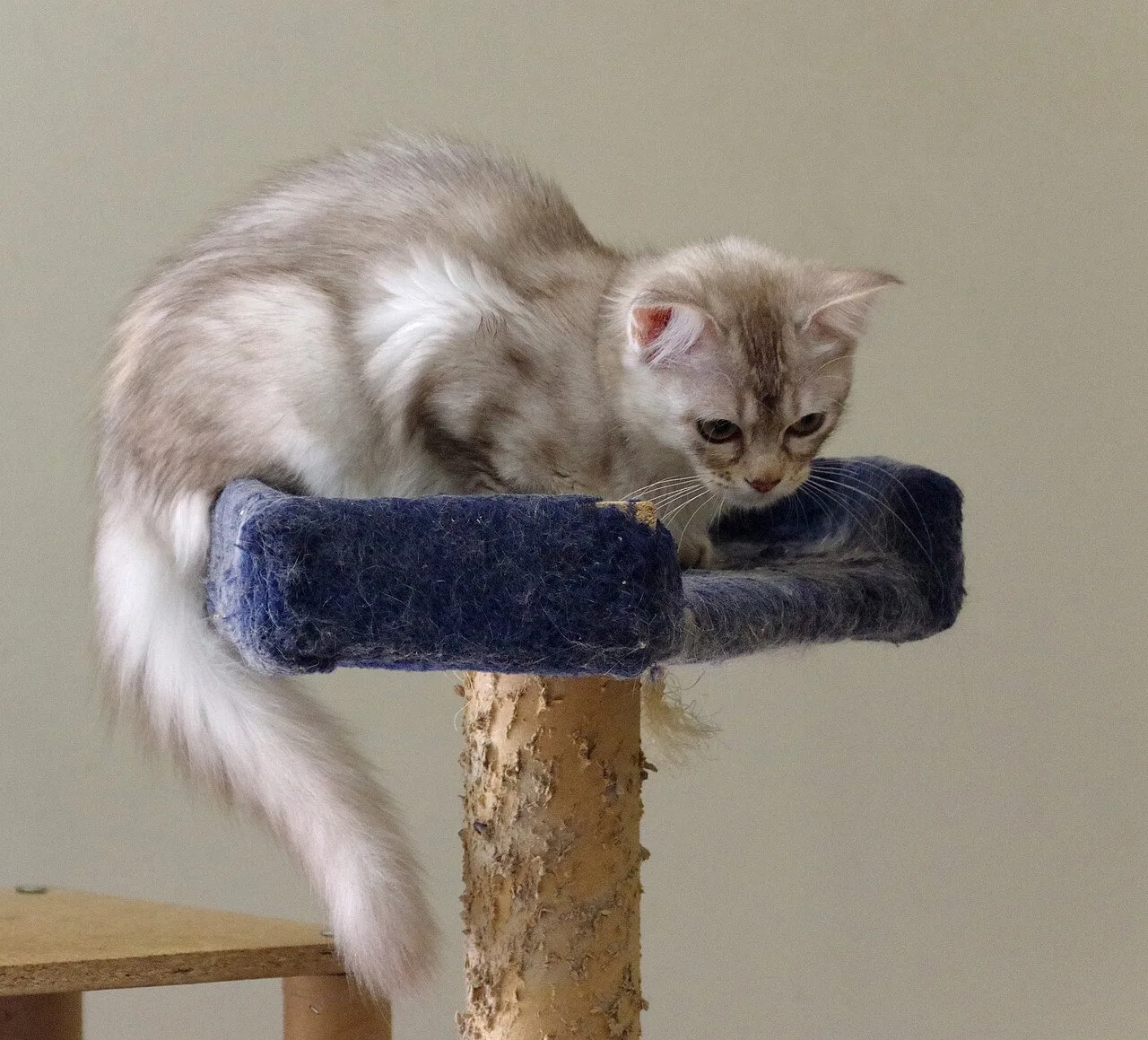 Custom pet products and pet furniture sourcing category